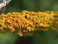 Xanthoria parietina
