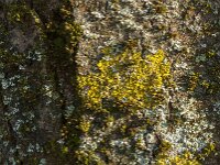 Xanthoria parietina 31, Groot dooiermos, Saxifraga-Jan van der Straaten