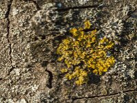 Xanthoria parietina 32, Groot dooiermos, Saxifraga-Jan van der Straaten