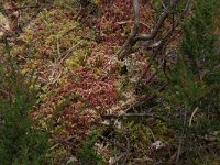 Aulacomnium palustre 4, Roodviltmos, Saxifraga-Hans Boll