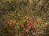 Aulacomnium palustre 7, Roodviltmos, Saxifraga-Hans Boll