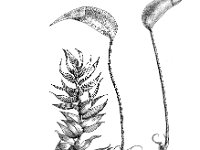 Brachythecium rutabulum 1, Gewoon dikkopmos, Saxifraga-Jan van de Wiel