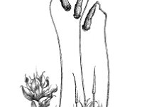 Bryum capillare 1, Gedraaid knikmos, Saxifraga-Jan van de Wiel