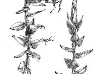 Calliergon cordifolium 1, Hartbladig nerf-puntmos, Saxifraga-Jan van de Wiel