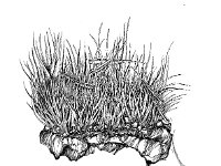 Campylopus pyriformis 1, Gewoon kronkelsteeltje, Saxifraga-Jan van de Wiel
