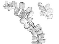 Chiloscyphus polyanthos 2, Lippenmos, Saxifraga-Jan van de Wiel