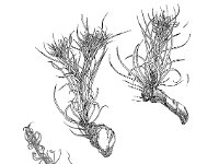 Dicranum montanum 1, Bossig gaffeltandmos, Saxifraga-Jan van de Wiel