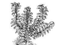 Diplophyllum albicans 1, Nerflevermos , Saxifraga-Jan van de Wiel
