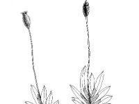 Fissidens bryoides 1, Gezoomd vedermos, Saxifraga-Jan van de Wiel