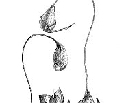Funaria hygrometrica 2, Gewoon krulmos, Saxifraga-Jan van de Wiel
