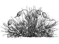 Grimmia pulvinata 1, Gewoon muisjesmos, Saxifraga-Jan van de Wiel