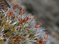 Grimmia pulvinata, Gewoon Muisjesmos, AHB  Gewoon Muisjesmos - Grimmia pulvinata Radewijkerbeek - Voorin, Loozen op 2 mei 2008 Validatie Zie :https://waarneming.nl/waarneming/view/149109428