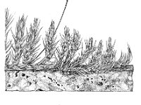 Homalothecium sericeum 1, Gewoon zijdemos, Saxifraga-Jan van de Wiel