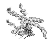 Jungermannia gracillima 1, Lichtrandmos, Saxifraga-Jan van de Wiel