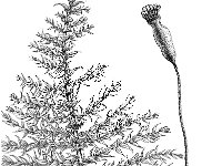 Kindbergia praelonga 1, Fijn laddermos, Saxifraga-Jan van de Wiel