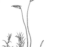 Leptodictyum riparium 1, Beekmos, Saxifraga-Jan van de Wiel