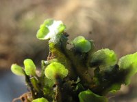 Pellia endiviifolia 1, Gekroesd plakkaatmos, Saxifraga-Rutger Barendse