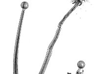 Pellia epiphylla 1, Gewone pellia, Saxifraga-Jan van de Wiel