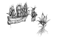 Phascum cuspidatum, Toothed Phascum Moss