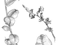 Plagiomnium affine 1, Rondbladig boogsterrenmos, Saxifraga-Jan van de Wiel