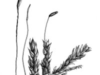 Plagiothecium curvifolium 1, Geklauwd platmos, Saxifraga-Jan van de Wiel