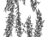 Plagiothecium undulatum 1, Gerimpeld platmos, Saxifraga-Jan van de Wiel