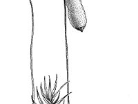 Pohlia nutans 1, Gewoon peermos, Saxifraga-Jan van de Wiel