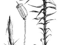 Polytrichum commune 1, Gewoon haarmos, Saxifraga-Jan van de Wiel