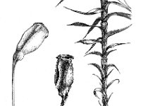 Polytrichum formosum, Hair-cap Moss