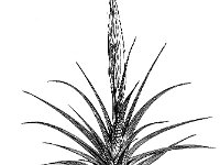 Polytrichum juniperinum 1, Zandhaarmos, Saxifraga-Jan van de Wiel