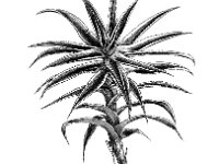 Polytrichum longisetum 1, Gerand haarmos, Saxifraga-Jan van de Wiel