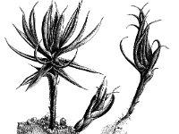 Polytrichum piliferum 2, Ruig haarmos, Saxifraga-Jan van de Wiel