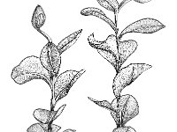 Rhizomnium punctatum 1, Gewoon viltsterrenmos, Saxifraga-Jan van de Wiel