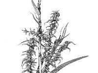 Rhytidiadelphus squarrosus, Bent Leaf-moss