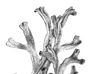 Riccia fluitans 4, Watervorkje, Saxifraga-Jan van de Wiel