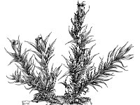 Schistidium crassipilum 1, Muurachterlichtmos, Saxifraga-Jan van de Wiel