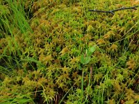 Sphagnum fallax 31, Fraai veenmos, Saxifraga-Hans Boll