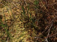 Sphagnum magellanicum 22, Hoogveenveenmos, Saxifraga-Hans Boll