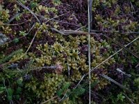 Sphagnum magellanicum 3, Hoogveenveenmos, Saxifraga-Hans Boll