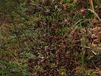 Sphagnum magellanicum 31, Hoogveenveenmos, Saxifraga-Hans Boll