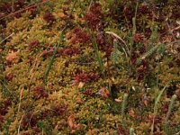 Sphagnum magellanicum 32, Hoogveenveenmos, Saxifraga-Hans Boll