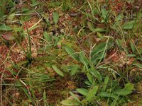 Sphagnum subnitens 2, Glanzend veenmos, Saxifraga-Hans Boll