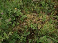 Sphagnum denticulatum 12, Geoord veenmos, Saxifraga-Hans Boll