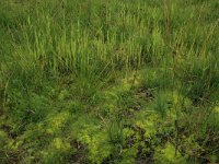 Sphagnum palustre 20, Gewoon veenmos, Saxifraga-Hans Boll