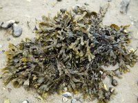 Blaaswier  Fucus vesiculosus; on beach run dry. : Growth