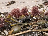 Ascophyllum nodosum 8, Knotswier, Saxifraga-Foto Fitis-Sytske Dijksen