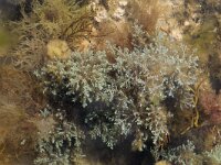 Ericaria selaginoides 3, Iriserend vezelwier, Saxifraga-Willem van Kruijsbergen