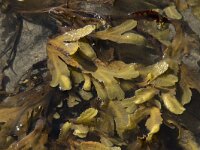 Fucus serratus 12, Gezaagde zee-eik, Saxifraga-Willem van Kruijsbergen