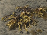 Fucus serratus 14, Gezaagde zee-eik, Saxifraga-Willem van Kruijsbergen