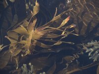 Laminaria digitata 2, Vingerwier, Saxifraga-Willem van Kruijsbergen